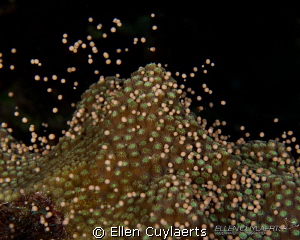 Coral spawning of star coral in Grand Cayman last year. S... by Ellen Cuylaerts 